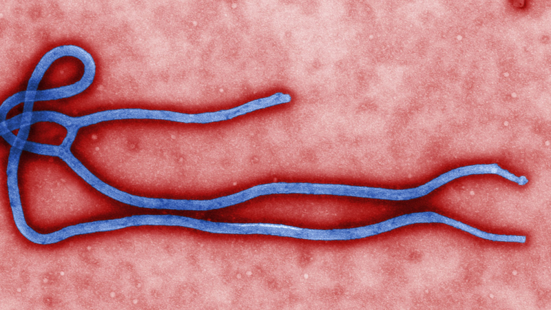 Hiện nay đã có vắc xin cho chủng bệnh gây nhiều đợt dịch Ebola - Zaire