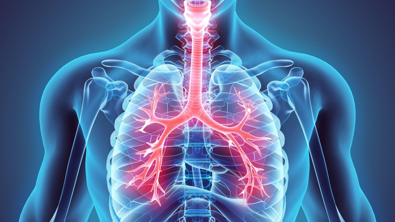 Khí quản: Vị trí, chức năng và các căn bệnh liên quan 1