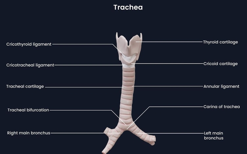 Khí quản: Vị trí, chức năng và các căn bệnh liên quan 1