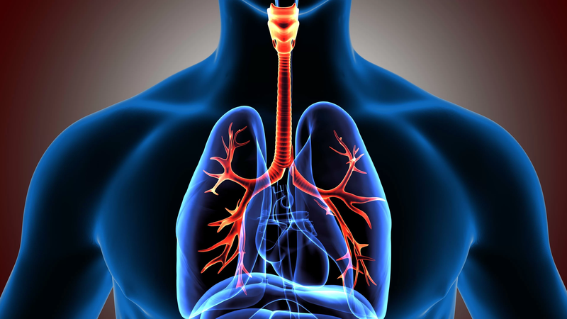 Khí quản: Vị trí, chức năng và các căn bệnh liên quan 4