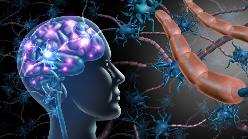 Các dây thần kinh ngoại biên giúp truyền tín hiệu giữa não và cơ thể