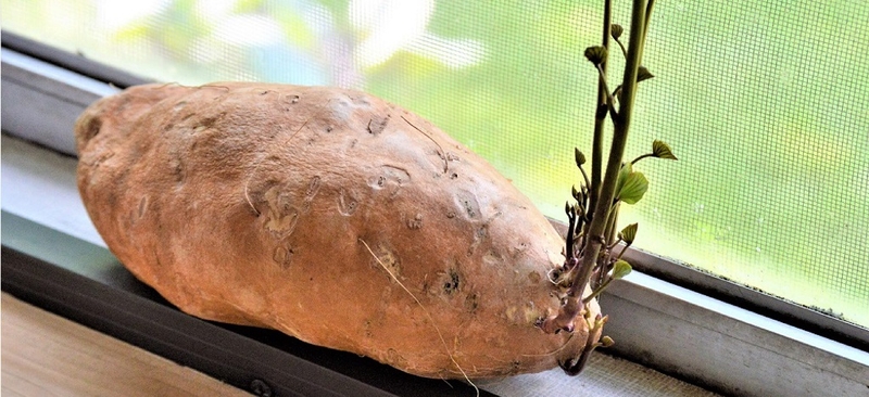 khoai-lang-moc-mam-co-an-duoc-khong-xu-ly-khoai-lang-moc-mam-nhu-the-nao 1