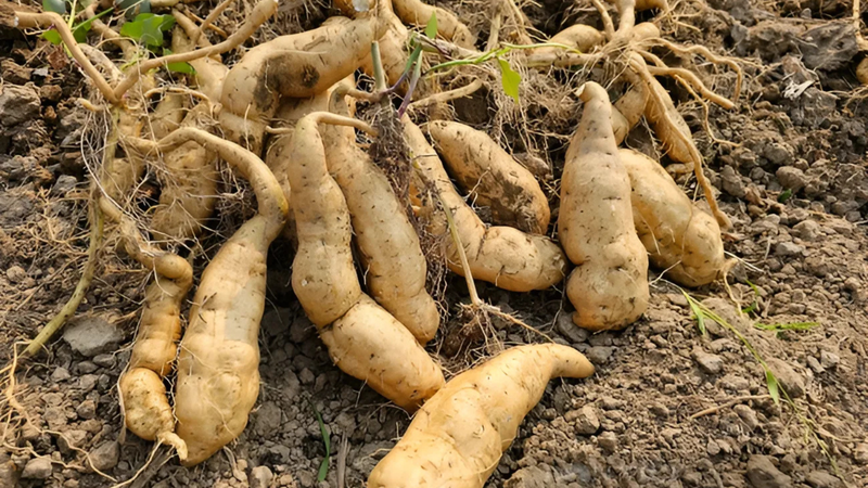 khoai-lang-trang-mang-lai-loi-ich-gi-cho-suc-khoe 4
