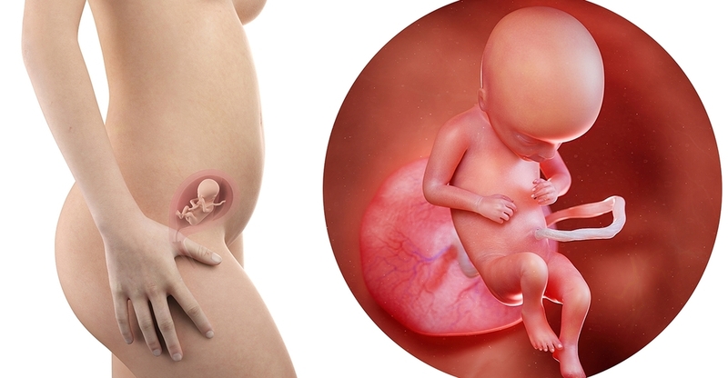 Khoảng cách 2 hốc mắt thai 17 tuần bao nhiêu là bình thường?  4