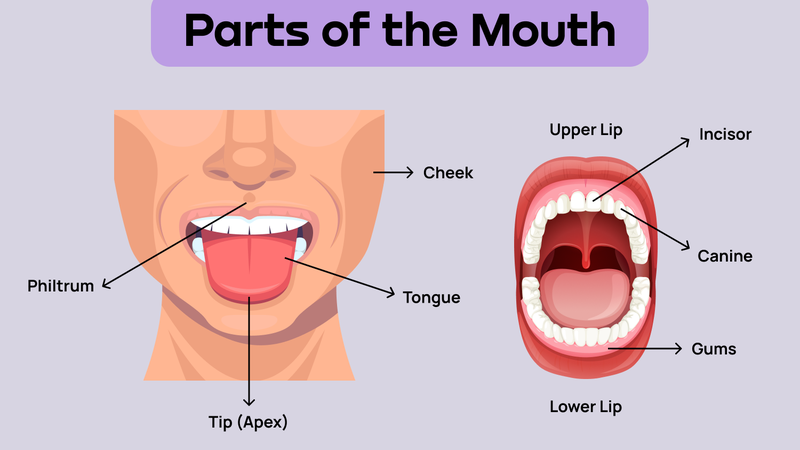 Khoang miệng: Cấu tạo, chức năng và các bệnh lý thường gặp 1