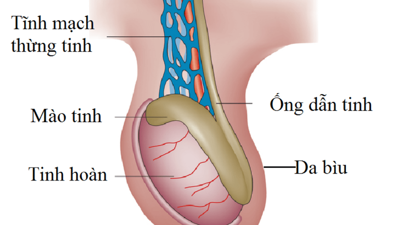 Không có ống dẫn tinh bẩm sinh: Nguyên nhân, biểu hiện và điều trị bệnh 1
