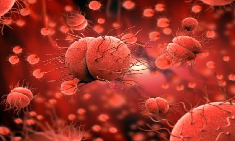 Bệnh lậu có thể lây qua đường tình dục nhanh chóng