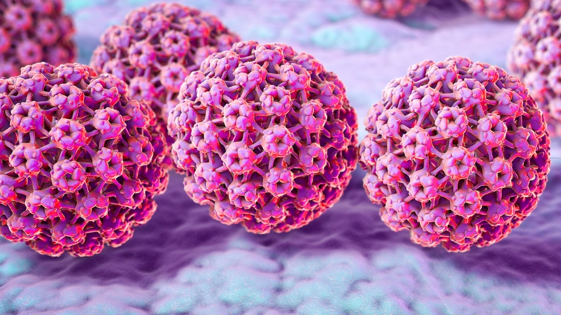 Virus HPV gây bệnh chủ yếu thông qua cơ chế xâm nhập và thay đổi biểu mô của tế bào chủ tại các vị trí niêm mạc