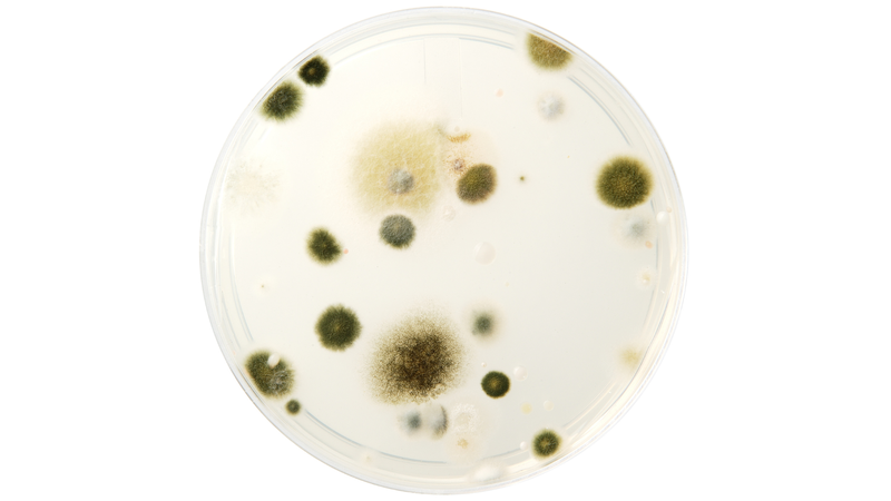 Hình ảnh khuẩn lạc nấm mốc