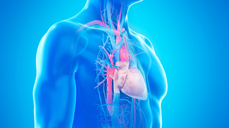 Kích hoạt thụ thể vitamin D có thể làm chậm sự phát triển quá mức của tế bào trong tăng huyết áp phổi 1