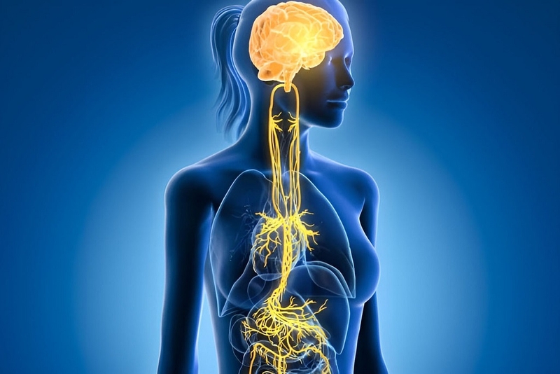 Kích thích thần kinh phế vị là gì? Quy trình thực hiện từng bước ra sao? 1