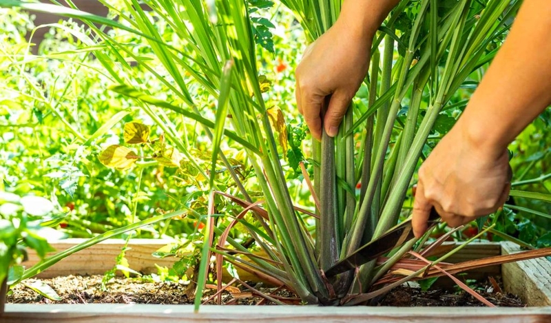 Kiến ba khoang cắn bôi povidine có được không? Cách phòng ngừa kiến ba khoang 2