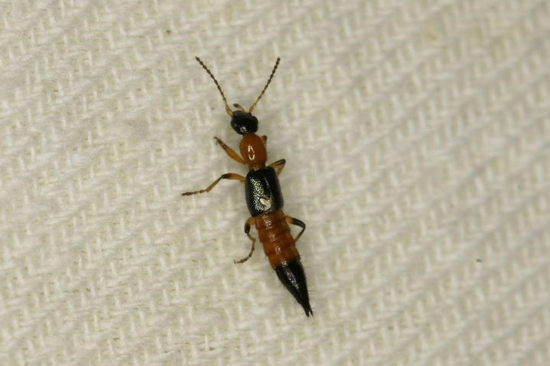 Kiến ba khoang: Đặc điểm nhận biết, cách xử lý khi bị cắn và cách phòng tránh tối ưu 1