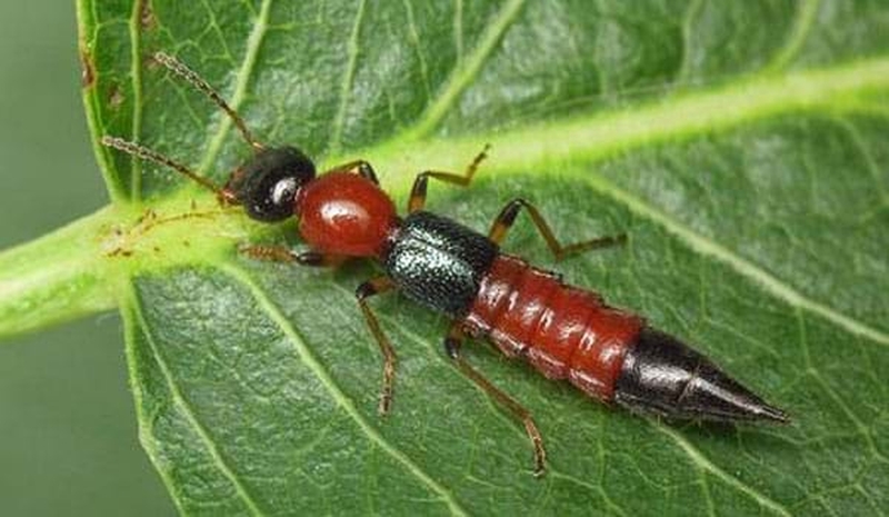 Kiến ba khoang đốt có nguy hiểm không?