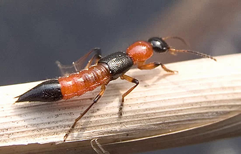 Kiến ba khoang đốt phải làm sao?