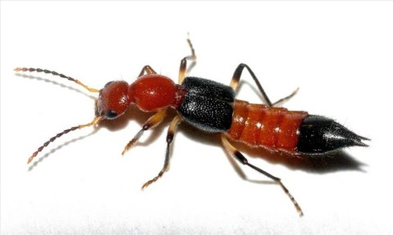 Kiến ba khoang nguy hiểm như thế nào?
