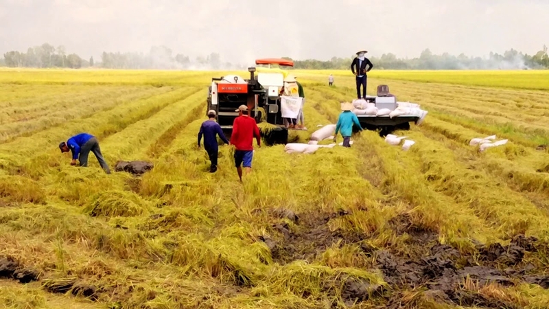 Kiến ba khoang sống ở đâu: Đặc điểm nhận diện và cách xử lý 1