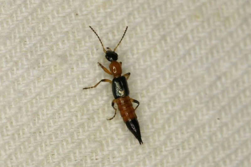 Kiến ba khoang sống ở đâu: Đặc điểm nhận diện và cách xử lý 2