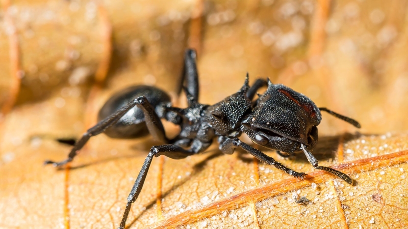 Kiến đạn là gì? Vì sao được mệnh danh là kiến cắn đau nhất thế giới? 1