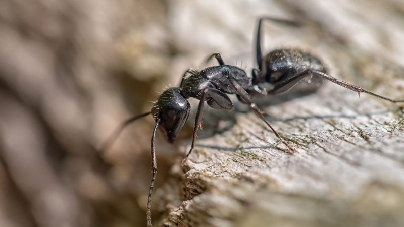 Kiến đạn là gì? Vì sao được mệnh danh là kiến cắn đau nhất thế giới? 2