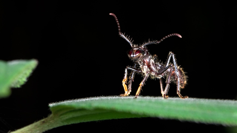 Kiến đạn là gì? Vì sao được mệnh danh là kiến cắn đau nhất thế giới? 3