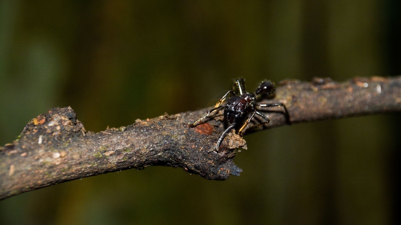 Kiến đạn là gì? Vì sao được mệnh danh là kiến cắn đau nhất thế giới? 4