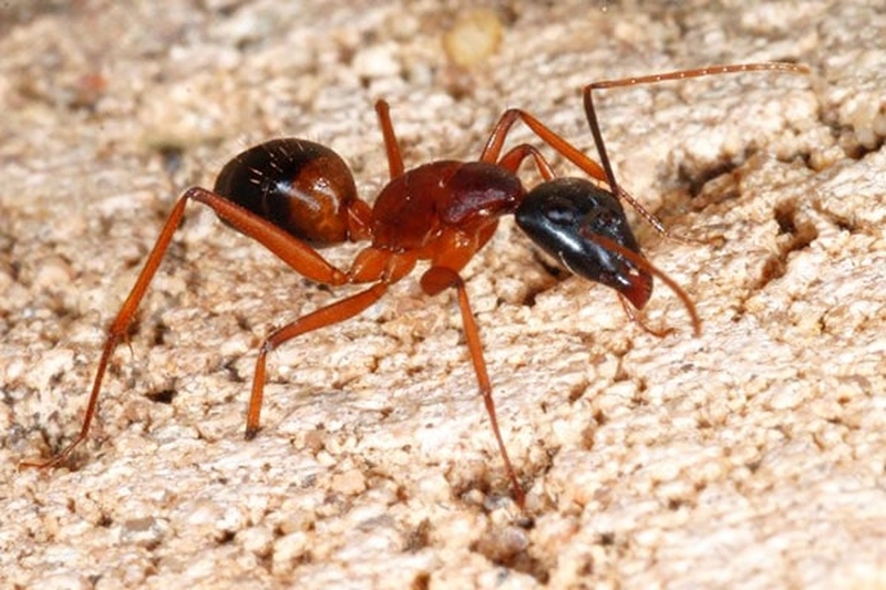 cach-diet-kien-lua-tan-goc-bang-phuong-phap-tu-nhien-1