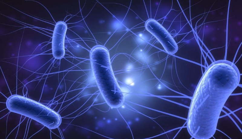 Kiết lỵ là gì? Bé bị kiết lỵ bao lâu khỏi bệnh? 1