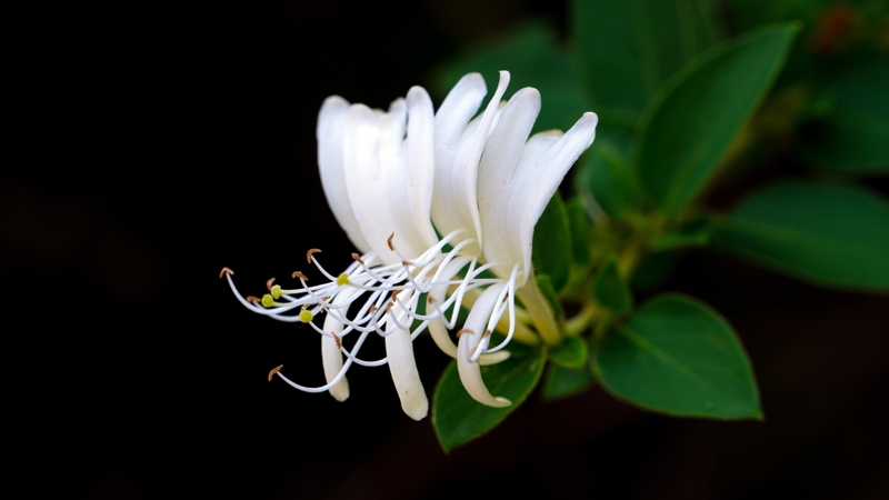 Kim ngân hoa là nụ hoa của cây Lonicera japonica