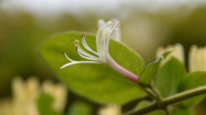 Kim ngân hoa có thể được sử dụng theo nhiều cách khác nhau tùy mục đích và dạng bào chế