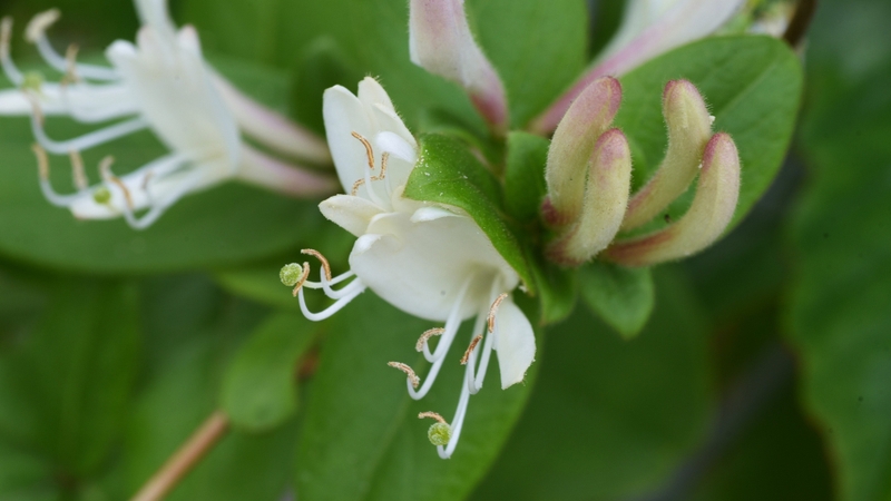 Nên chọn dược liệu có nguồn gốc rõ ràng, tránh ẩm mốc hoặc lẫn tạp chất