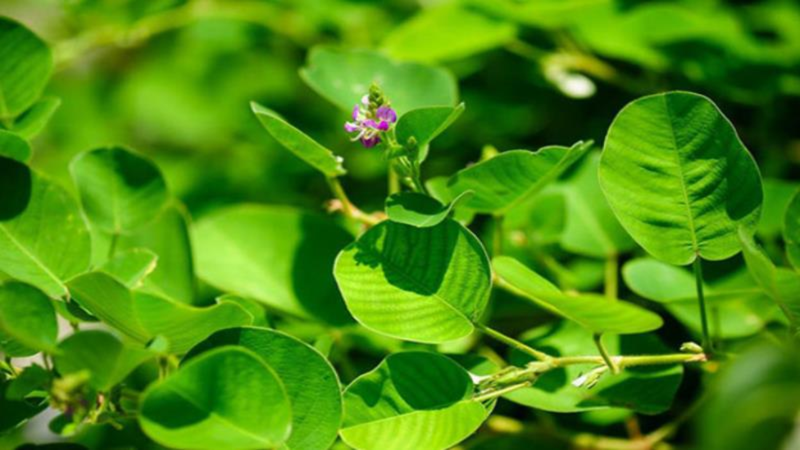 Kim tiền thảo là dược liệu có nhiều lợi ích cho sức khỏe