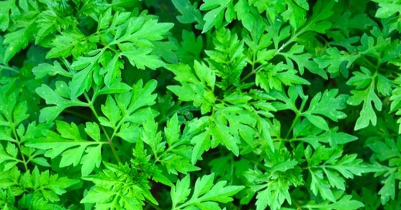 [KINH NGHIỆM] chữa rong kinh bằng ngải cứu qua 2 bài thuốc được nhiều chị em tin tưởng 2