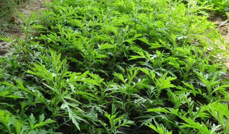 Chia sẻ kinh nghiệm chữa viêm xoang từ thảo dược trong vườn nhà 2