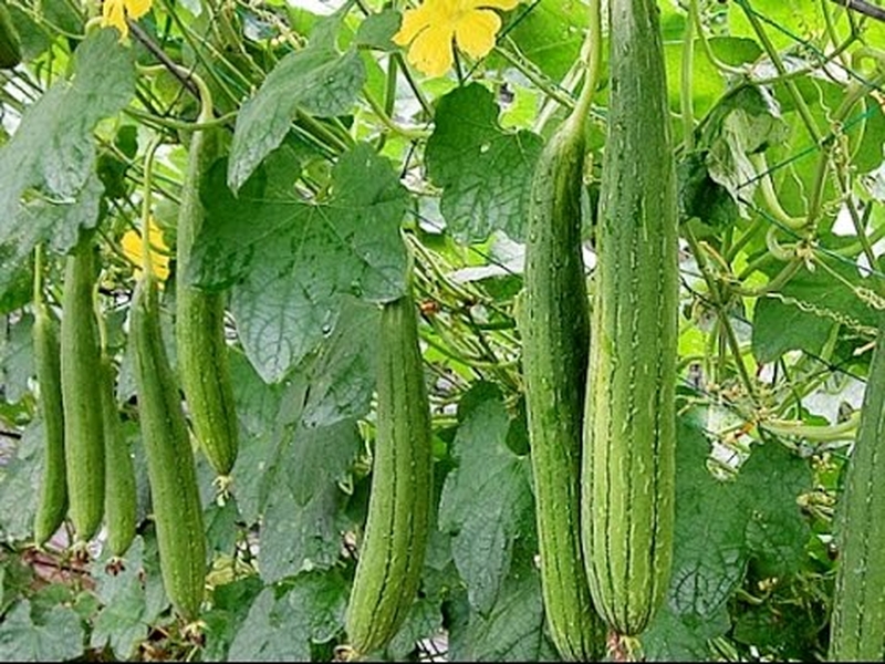 Chia sẻ kinh nghiệm chữa viêm xoang từ thảo dược trong vườn nhà 3