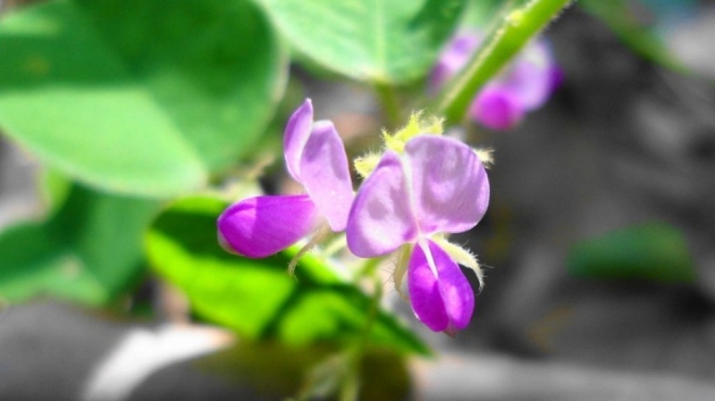 Kinh nghiệm dùng kim tiền thảo chữa sỏi thận và những điều cần biết 1