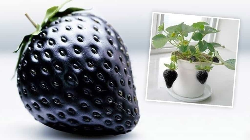 Kinh nguyệt màu đen vón cục là dấu hiệu của bệnh gì?