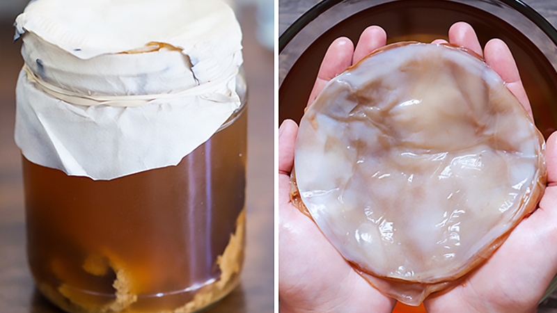 Kombucha là gì? Cách nuôi kombucha bằng mật ong 1