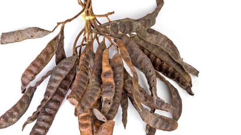 Kỳ diệu quả bồ kết trị viêm xoang khỏi hẳn 2