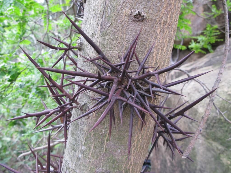 Kỳ diệu quả bồ kết trị viêm xoang khỏi hẳn 3