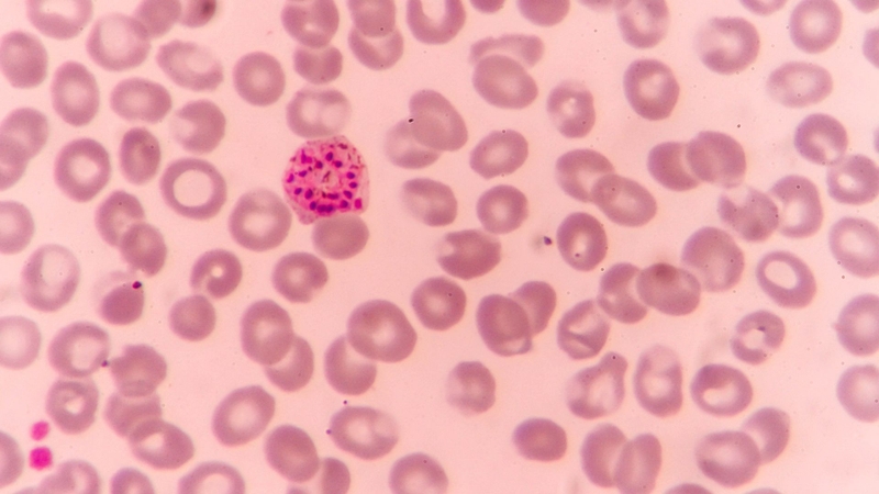 Ký sinh trùng E. canis là một loại vi khuẩn nội bào thuộc nhóm Rickettsiales