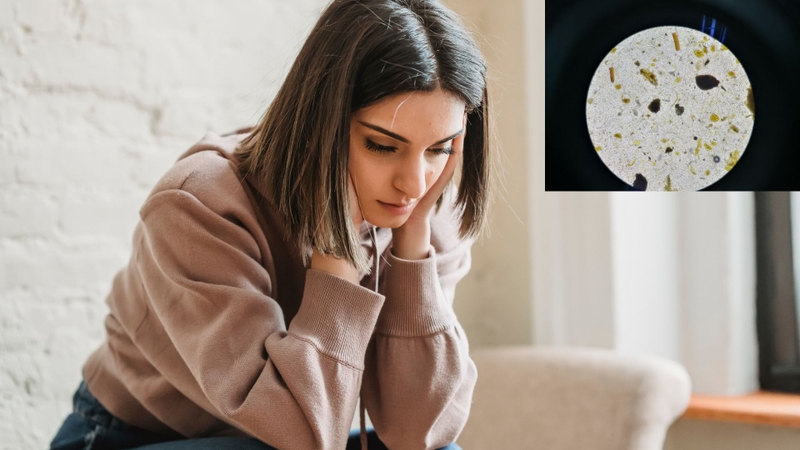 Ký sinh trùng E. canis có lây sang người không là nỗi băn khoăn của nhiều độc giả