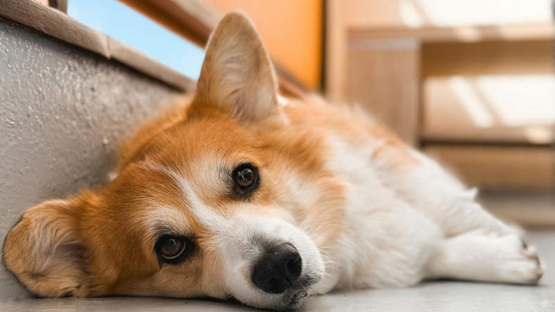 Chó mệt mỏi và bỏ ăn có thể do nhiễm ký sinh trùng E. canis