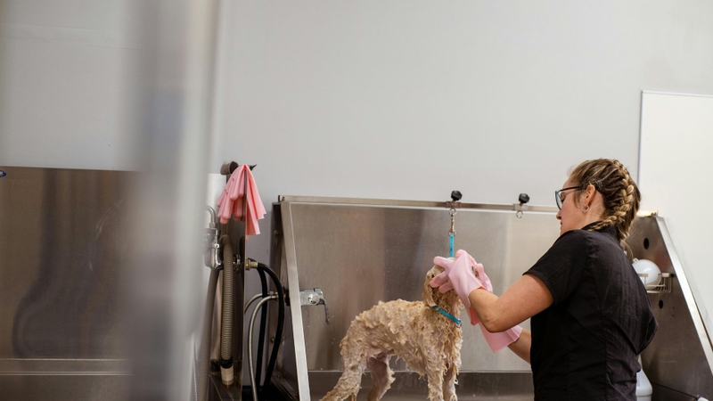 Thường xuyên tắm rửa cho chó giúp giảm nguy cơ nhiễm ký sinh trùng E. canis