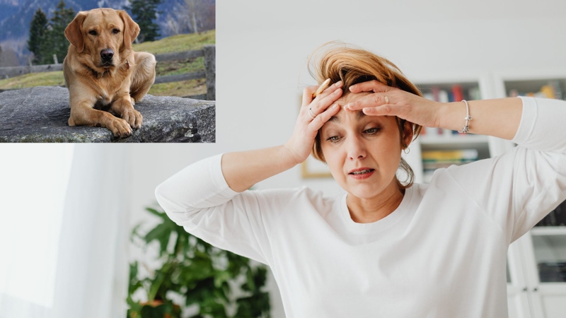 Ký sinh trùng máu ở chó có lây sang người không là băn khoăn của nhiều độc giả