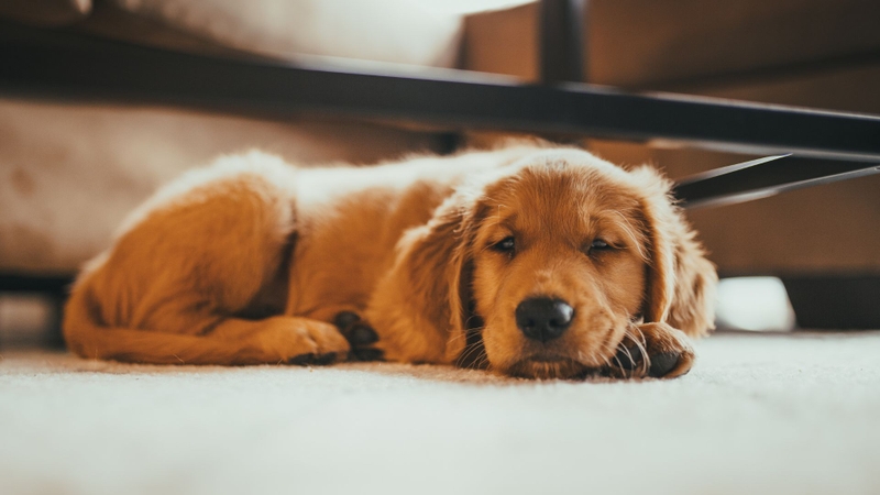 Chó nằm một chỗ và bỏ ăn có thể là dấu hiệu cảnh báo nhiễm ký sinh trùng máu