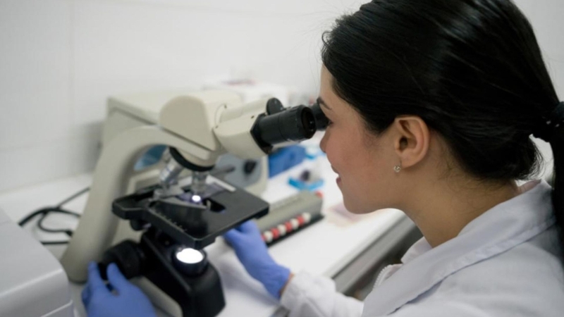 Soi lam máu tươi giúp hỗ trợ chẩn đoán nhiễm ký sinh trùng máu ở chó