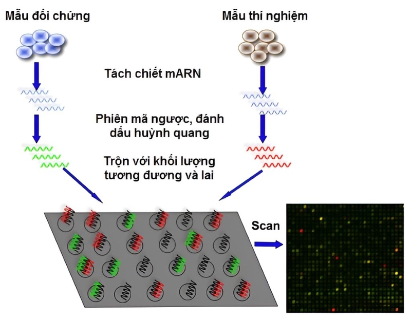 Kỹ thuật Microarray là gì? Công dụng và nguyên lý hoạt động của nó? 3