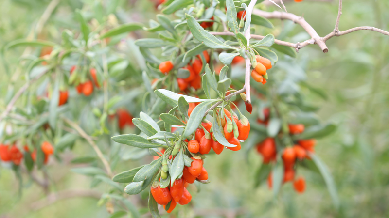 Nguồn gốc của kỷ tử ảnh hưởng trực tiếp đến chất lượng