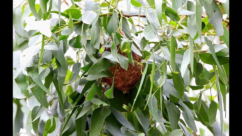 Chữa triệu chứng ngạt mũi hiệu quả